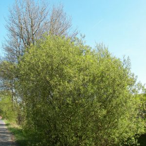 3 gallon 24" - Pussy Willow (SALIX CAPREA) - 3 gallon 24" - 3 gallon 24"
