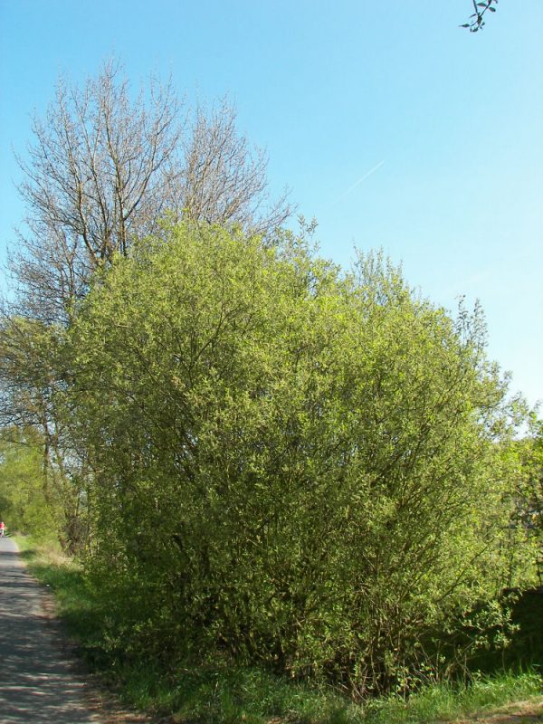 3 gallon 24" - Pussy Willow (SALIX CAPREA) - 3 gallon 24" - 3 gallon 24"