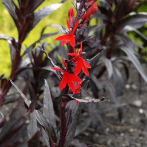 1 gallon - Queen Victoria Cardinal Flower (LOBELIA C. QUEEN VICTORIA) - 1 gallon - 1 gallon
