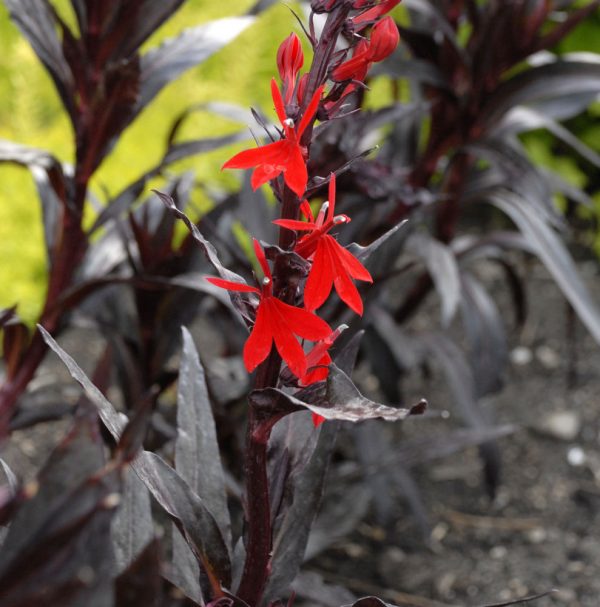 1 gallon - Queen Victoria Cardinal Flower (LOBELIA C. QUEEN VICTORIA) - 1 gallon - 1 gallon