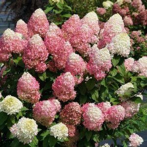 3 gallon - Quick Fire Fab® Panicle Hydrangea (HYDRANGEA P QUICK FIRE FAB) - 3 gallon - 3 gallon
