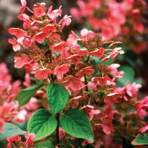 2 gallon - Quick Fire® Panicle Hydrangea (HYDRANGEA P QUICK FIRE) - 2 gallon - 2 gallon