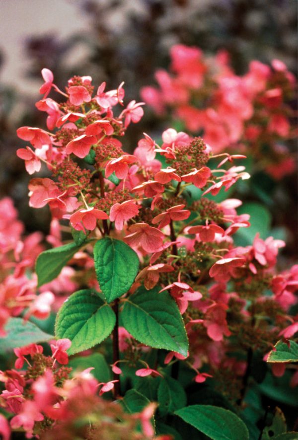 3 gallon - Quick Fire® Panicle Hydrangea (HYDRANGEA P QUICK FIRE) - 3 gallon - 3 gallon