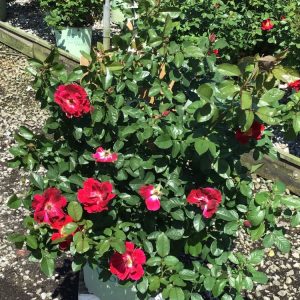 ROSE 'RED STREAMER'  G3 PTW