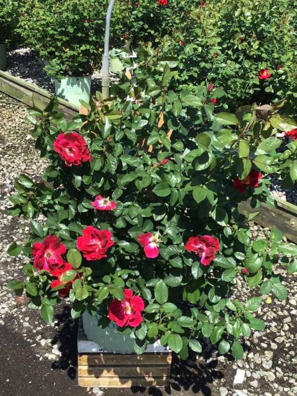 ROSE 'RED STREAMER'  G3 PTW