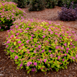 2 gallon - Rainbow Fizz™ Spirea (SPIRAEA JAP. RAINBOW FIZZ) - 2 gallon - 2 gallon