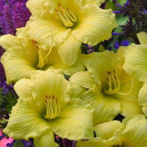 1 gallon - Rainbow Rhythm® 'Going Bananas' Daylily (HEMER GOING BANANAS) - 1 gallon - 1 gallon
