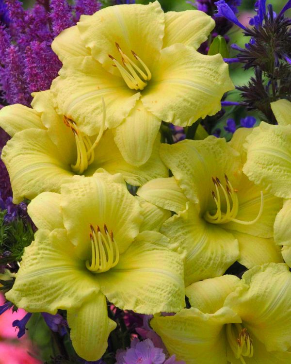 1 gallon - Rainbow Rhythm® 'Going Bananas' Daylily (HEMER GOING BANANAS) - 1 gallon - 1 gallon