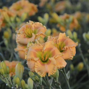1 gallon - Rainbow Rhythm® 'Orange Smoothie' Daylily (HEM RAINBOW RHYTHM ORANGE SMOOTHIE) - 1 gallon - 1 gallon