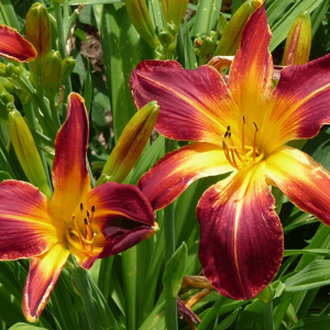 1 gallon - Rainbow Rhythm® 'Ruby Spider' Daylily (HEMER RUBY SPIDER) - 1 gallon - 1 gallon