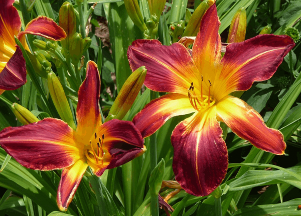 1 gallon - Rainbow Rhythm® 'Ruby Spider' Daylily (HEMER RUBY SPIDER) - 1 gallon - 1 gallon