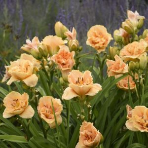 1 gallon - Rainbow Rhythm® 'Siloam Peony Display' Daylily (HEM RAINBOW RHYTHM SILOAM PEONY DISPLAY) - 1 gallon - 1 gallon