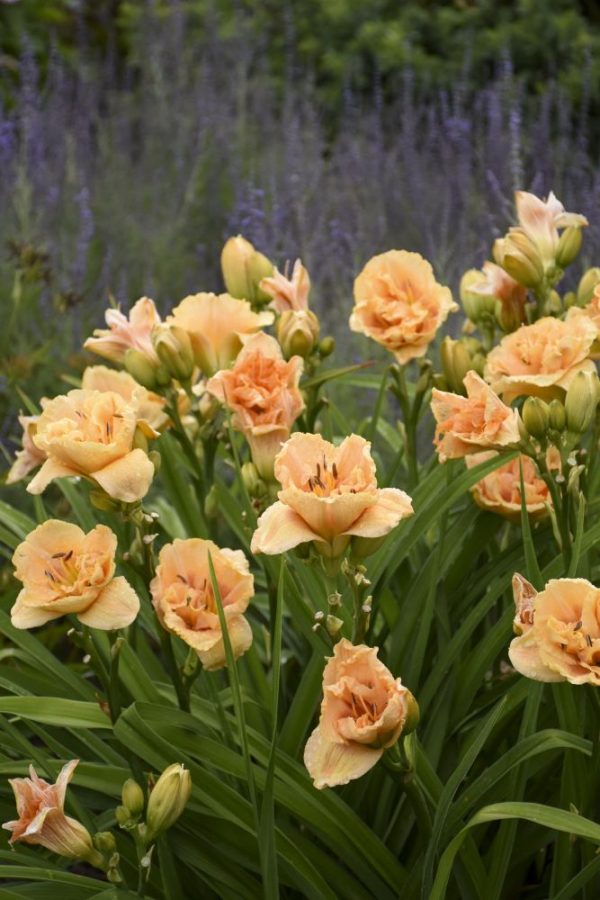1 gallon - Rainbow Rhythm® 'Siloam Peony Display' Daylily (HEM RAINBOW RHYTHM SILOAM PEONY DISPLAY) - 1 gallon - 1 gallon