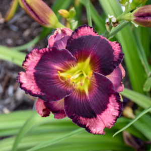 1 gallon - Rainbow Rhythm® 'Storm Shelter' Daylily (HEM RAINBOW RHYTHM STORM SHELTER) - 1 gallon - 1 gallon