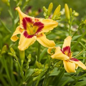 1 gallon - Rainbow Rhythm® 'Tiger Swirl' Daylily (HEM RAINBOW RHYTHM TIGER SWIRL) - 1 gallon - 1 gallon