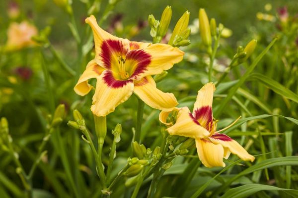 1 gallon - Rainbow Rhythm® 'Tiger Swirl' Daylily (HEM RAINBOW RHYTHM TIGER SWIRL) - 1 gallon - 1 gallon