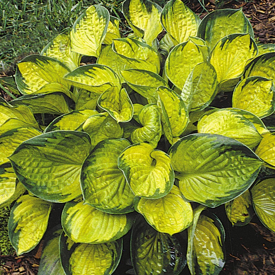1 gallon - Rainforest Sunrise Plantain Lily (HOSTA RAINFOREST SUNRISE) - 1 gallon - 1 gallon