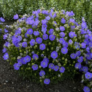 1 gallon - Rapido Blue Bellflower (CAMPANULA C. RAPIDO BLUE) - 1 gallon - 1 gallon