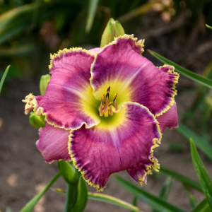 1 gallon - Raspberry Eclipse Daylily (HEM T.A.N. RASPBERRY ECLIPSE) - 1 gallon - 1 gallon