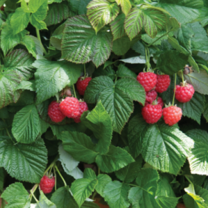 2 gallon - Raspberry Shortcake® (RUBUS RASPBERRY SHORTCAKE) - 2 gallon - 2 gallon