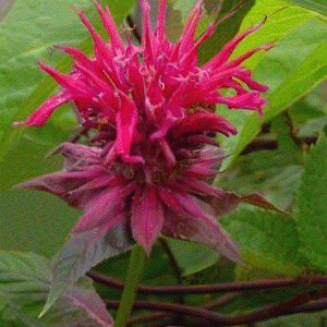 1 gallon - Raspberry Wine Bee Balm (MONARDA RASPBERRY WINE) - 1 gallon - 1 gallon