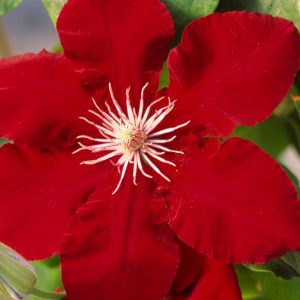 1 gallon - Rebecca™ Clematis (CLEMATIS REBECCA) - 1 gallon - 1 gallon