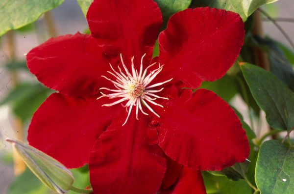 1 gallon - Rebecca™ Clematis (CLEMATIS REBECCA) - 1 gallon - 1 gallon