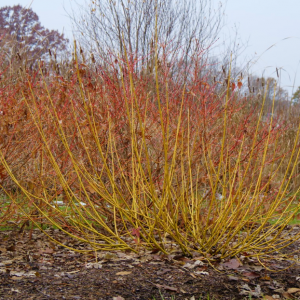 3 gallon - Red-Osier Dogwood
 (CORNUS S. ARCTIC FIRE®  YELLOW) - 3 gallon - 3 gallon