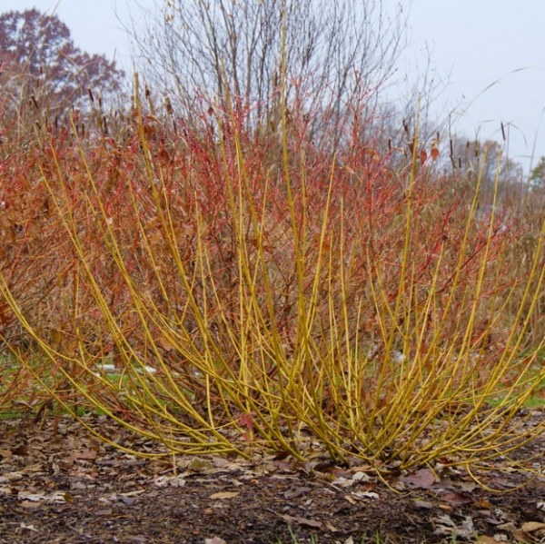 3 gallon - Red-Osier Dogwood
 (CORNUS S. ARCTIC FIRE®  YELLOW) - 3 gallon - 3 gallon
