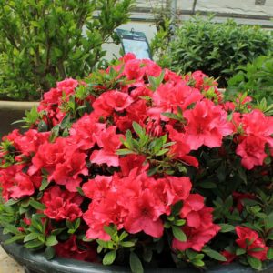 3 gallon - Red Demon Azalea (AZALEA EX. RED DEMON) - 3 gallon - 3 gallon