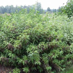3 gallon 15" - Red Gnome® Siberian Dogwood (CORNUS ALBA RED GNOME) - 3 gallon 15" - 3 gallon 15"