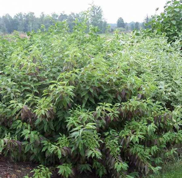 3 gallon 15" - Red Gnome® Siberian Dogwood (CORNUS ALBA RED GNOME) - 3 gallon 15" - 3 gallon 15"