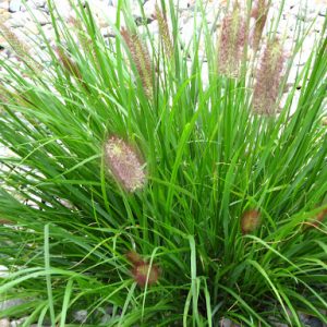 3 gallon - Red Head Fountain Grass (GRASS - PE. AL. RED HEAD) - 3 gallon - 3 gallon