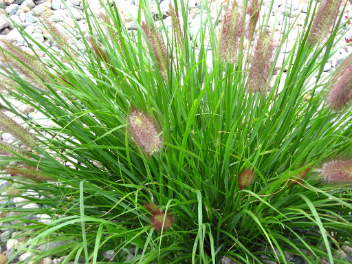 3 gallon - Red Head Fountain Grass (GRASS - PE. AL. RED HEAD) - 3 gallon - 3 gallon