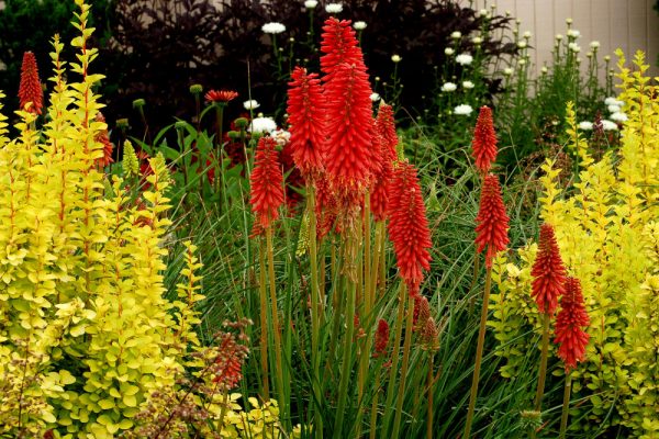 1 gallon - Red Hot Popsicle Dwarf Poker (KNIPHOFIA REDHOT POPSICLE) - 1 gallon - 1 gallon