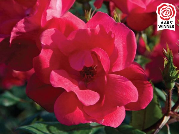 1 gallon - Red Knock Out® Rose (ROSE K.O. KNOCKOUT) - 1 gallon - 1 gallon