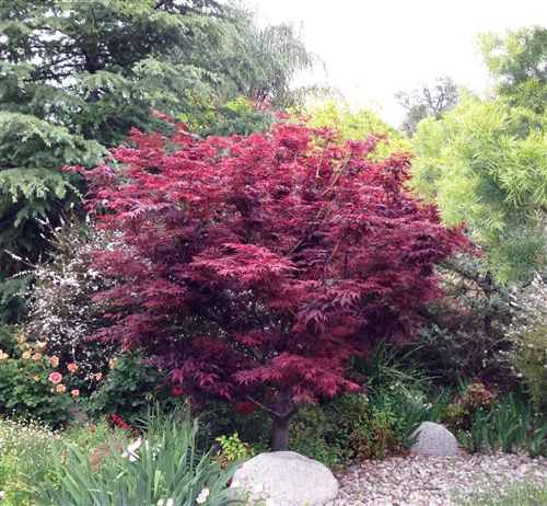 2 gallon 24-30" - Red Leaf Japanese Maple (ACER PA. ATROPURPUREA) - 2 gallon 24-30" - 2 gallon 24-30"