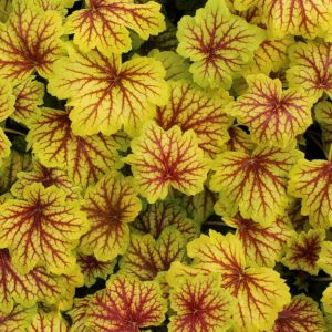 1 gallon - Red Lightning Coral Bells (HEUCHERA RED LIGHTNING) - 1 gallon - 1 gallon