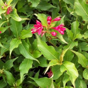 3 gallon 15" - Red Prince Weigela (WEIGELA RED PRINCE) - 3 gallon 15" - 3 gallon 15"