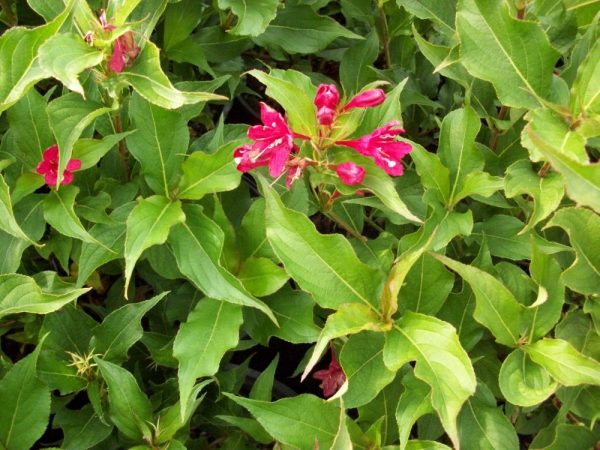 3 gallon 15" - Red Prince Weigela (WEIGELA RED PRINCE) - 3 gallon 15" - 3 gallon 15"