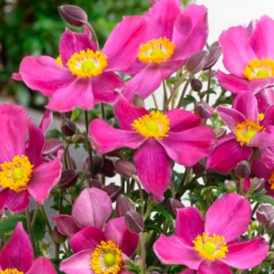 1 gallon - Red Riding Hood Windflower (ANEMONE FANTASY RED RIDING HOOD) - 1 gallon - 1 gallon