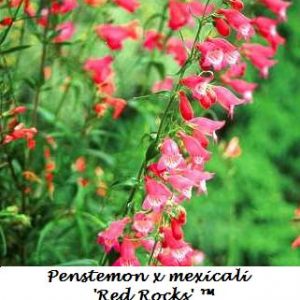 1 gallon - Red Rocks Penstemon (PENSTEMON REDROCKS) - 1 gallon - 1 gallon