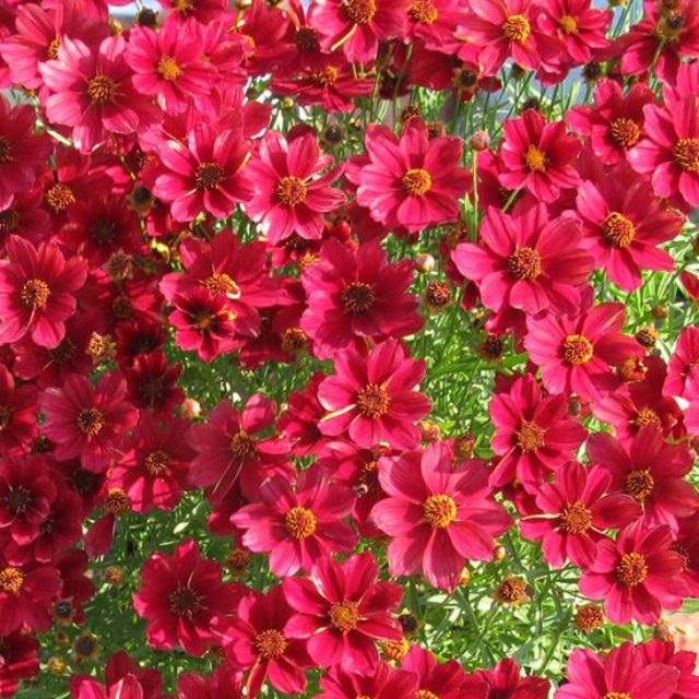 1 gallon - Red Satin Tickseed (COREOPSIS RED SATIN) - 1 gallon - 1 gallon
