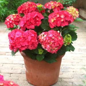 2 gallon - Red Sensation Next Generation Mophead Hydrangea (HYDRANGEA M. NXTGEN RED SENSATION) - 2 gallon - 2 gallon