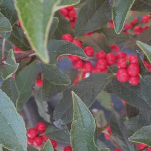 3 gallon 15" - Red Sprite Winterberry Holly (ILEX VERT. RED SPRITE) - 3 gallon 15" - 3 gallon 15"