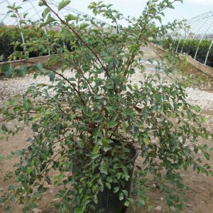 3 gallon 15" - Renaissance Spiraea (SPIRAEA X. VAN. RENAISSANCE) - 3 gallon 15" - 3 gallon 15"