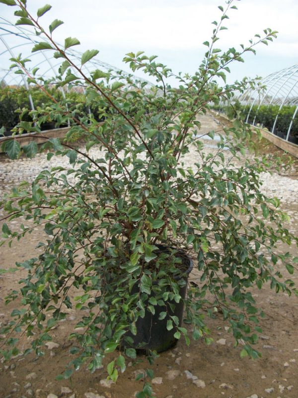 3 gallon 15" - Renaissance Spiraea (SPIRAEA X. VAN. RENAISSANCE) - 3 gallon 15" - 3 gallon 15"