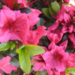 1 gallon 8" - Renee Michelle Azalea (AZALEA RENEE MICHELLE) - 1 gallon 8" - 1 gallon 8"