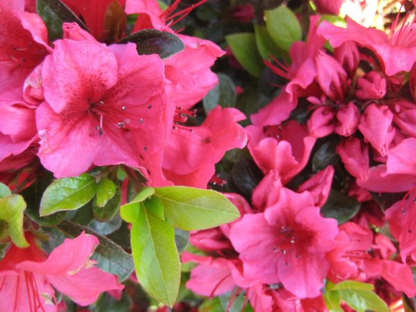 1 gallon 8" - Renee Michelle Azalea (AZALEA RENEE MICHELLE) - 1 gallon 8" - 1 gallon 8"