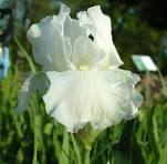 1 gallon - Renown Reblooming Bearded Iris (IRIS GERMANICA RENOWN) - 1 gallon - 1 gallon